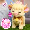 FurReal Maggie The Feed & Follow Cow, 11 Inch Interactive Highland Mini Cow, for Boys and Girls, Ages 4 and up